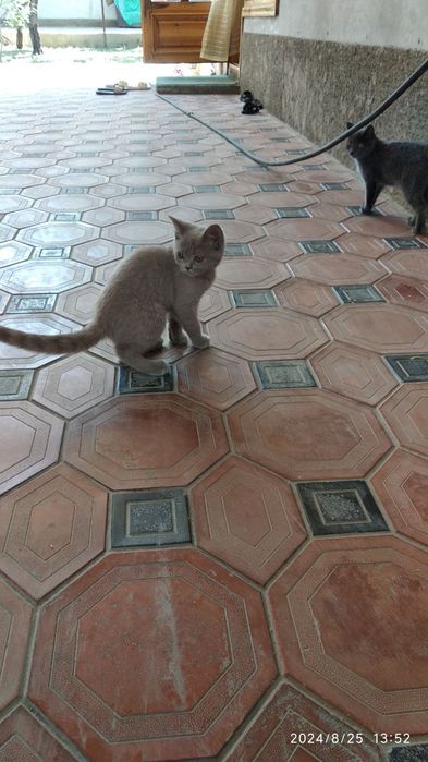 Кошка пародисты  телда колгани