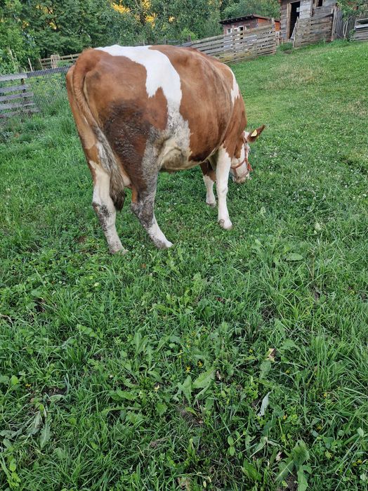 Vaca tanara de vanzare