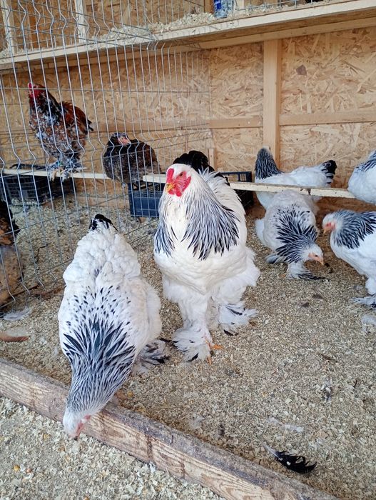 Ouă Brahma  pentru incubat