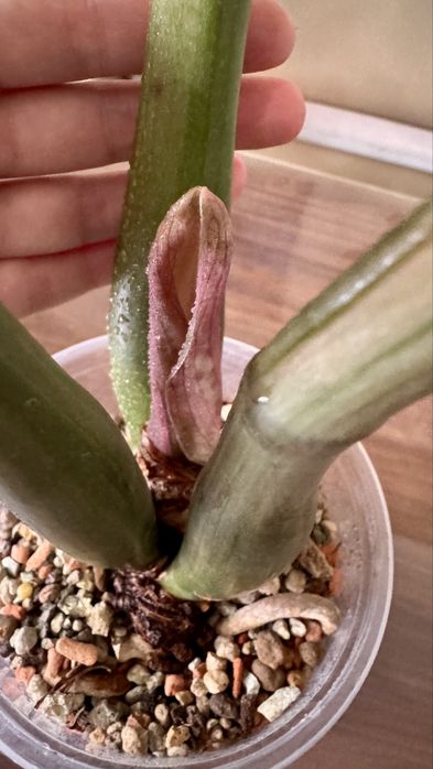 Замиакулькас вариегатный