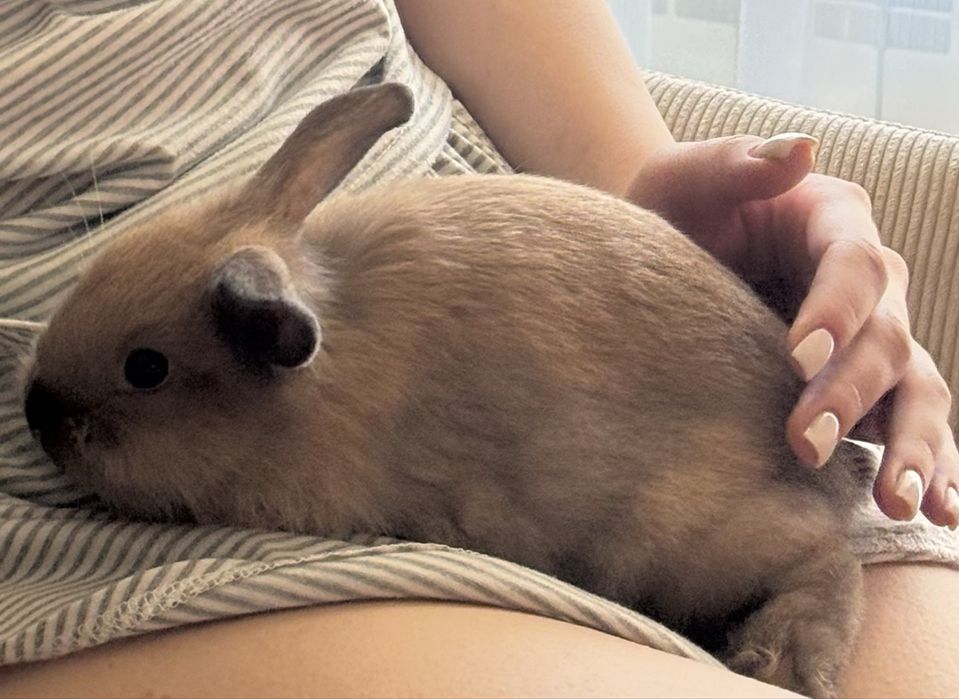 Декоративно зайче