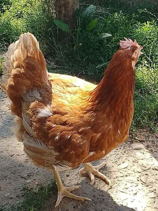 Gaini roșii putoare rasa issa brown