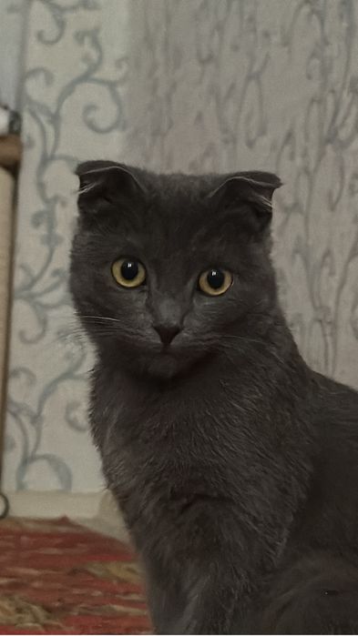 Кошка продам шымкент
