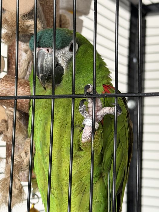 Коштанаволобый Ара