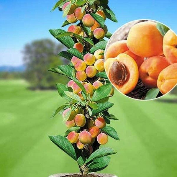 Pomi Fructiferi Columnari (Cais )