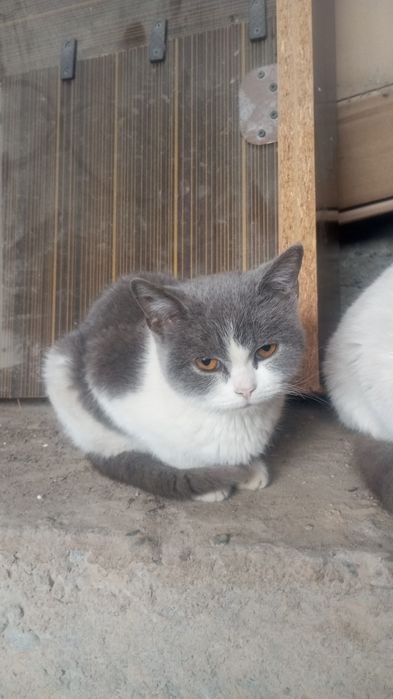 Srochna sotladi zotor