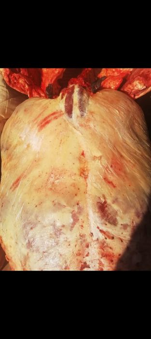 Бордақыда тұрған Дөнен жылқы сатамын.