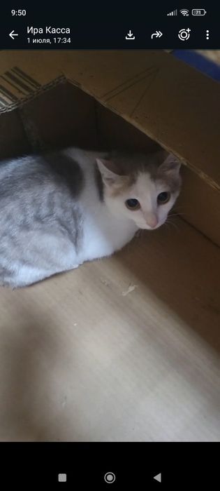 Отдам котят в добрые руки