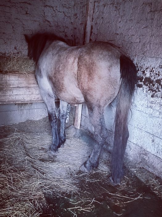 Manza sura de 2 ani de vanzare