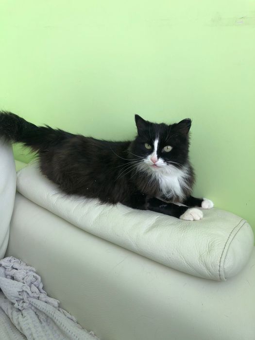 Кошечка в Добрые руки! Стерелизована!