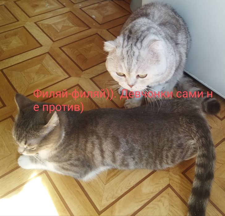 Шотландский Кот Серёжа ждёт подружку. Вязка.