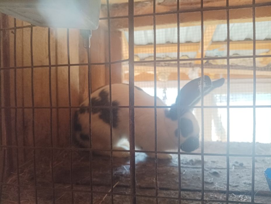 Iepuri caută alta casa