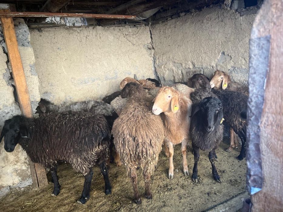 Токты сатылады