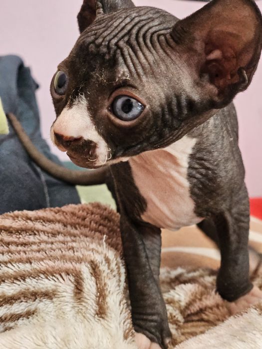 Сфинкс котята продам