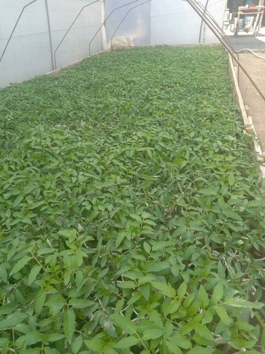 Продавам разсад домати краставици пипер