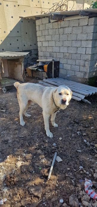 4 жасар ит керек деушылерге