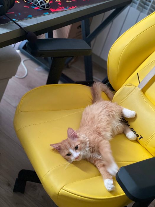 Турецкая Ангора Нажим