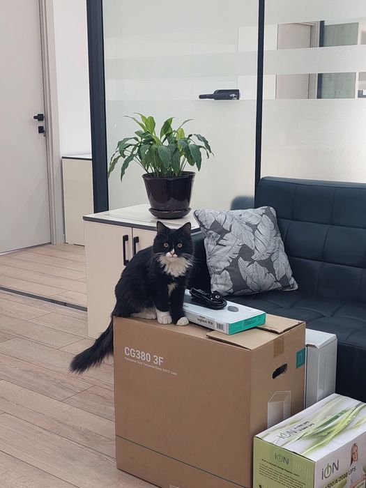 Котенок мальчик Ташкент