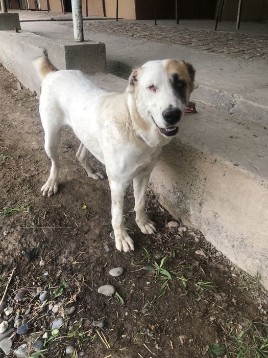 Alabay zotli it sotiladi