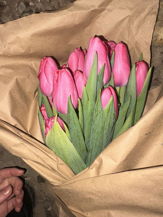 Тюльлпан оптом шымкент