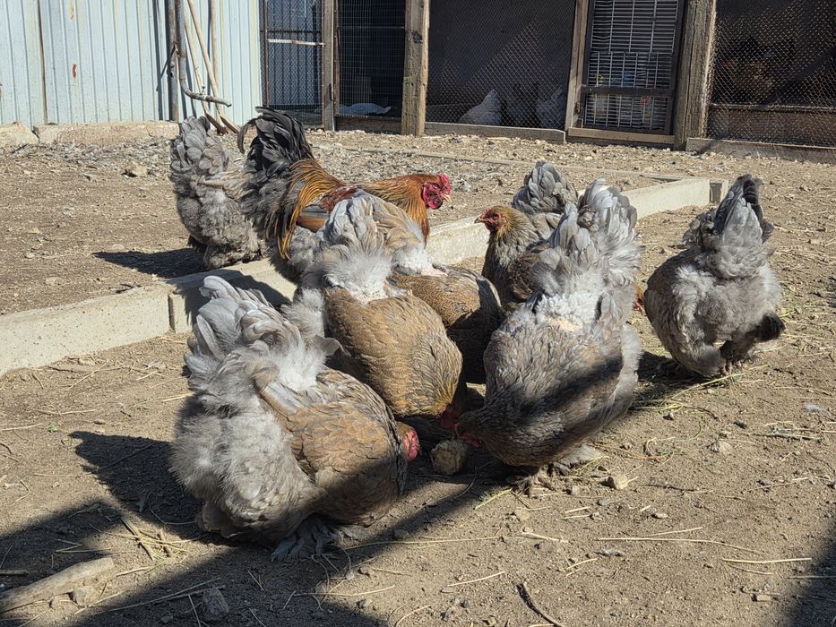 Инкубационные яйца