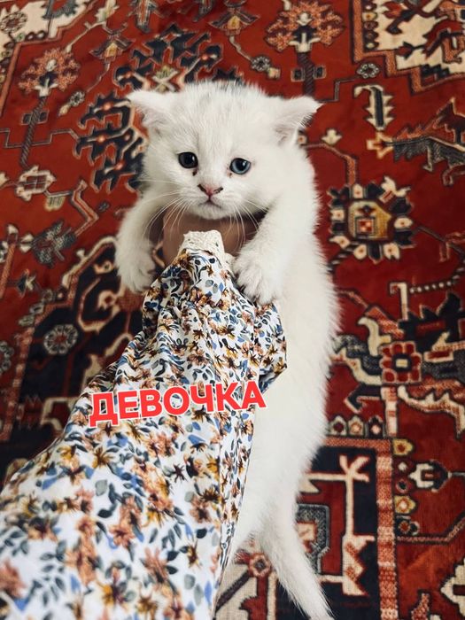 Продаются котята Британский Золотая шиншилы