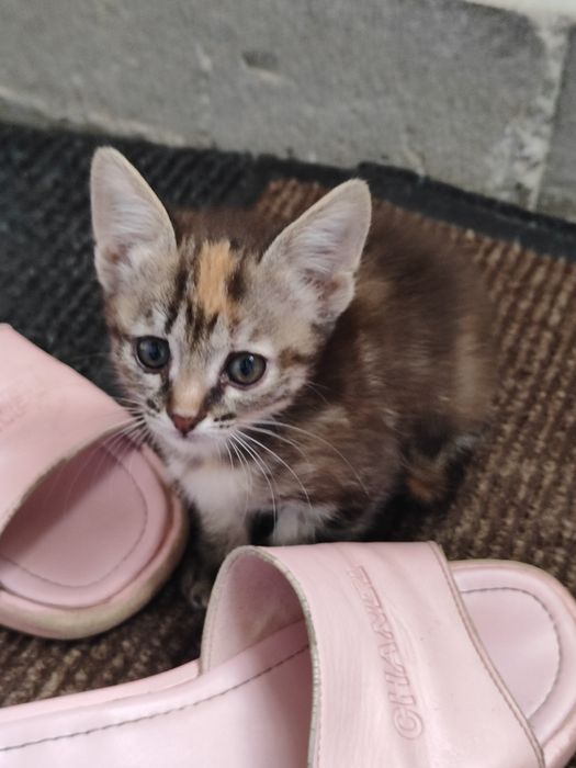 Отдам котят бауырластар 2