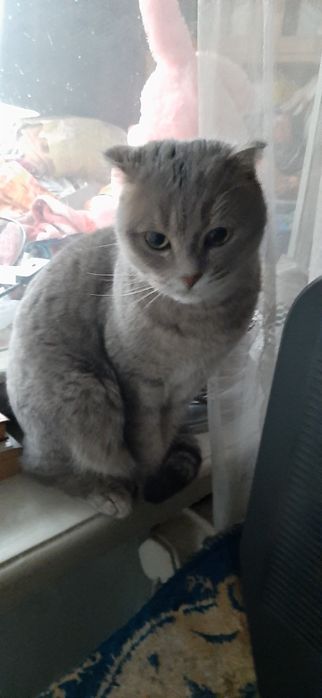 Кошечки домашние протдам Продам домик для кошки или маленькой собачки