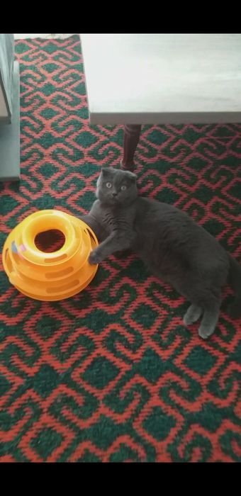 Скотиш фолд киз мушукча сотилади