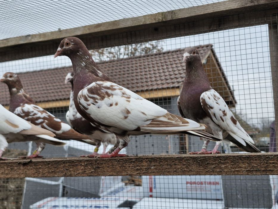 Porumbei de vânzare din poze !