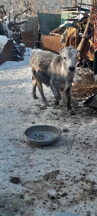 Продам телят и быков