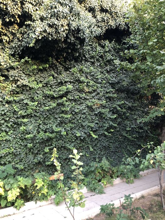 Черенки садового плюща "хедера"
