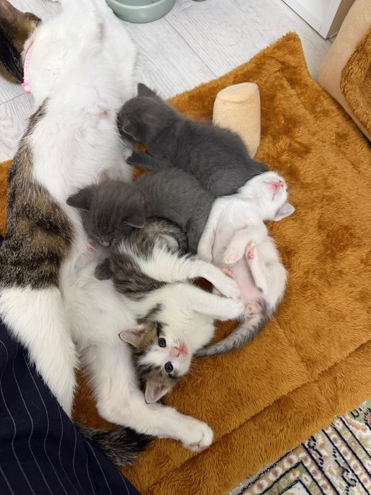 Продам домашнее кошки