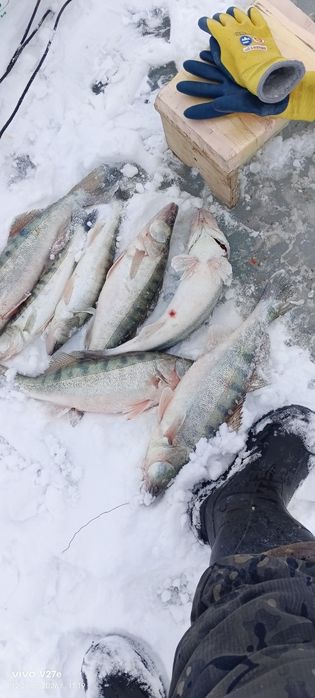 Рыба. Окунь и судак Алакольский