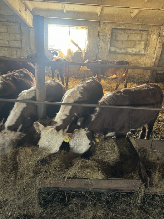 Коровы белоголовой породы