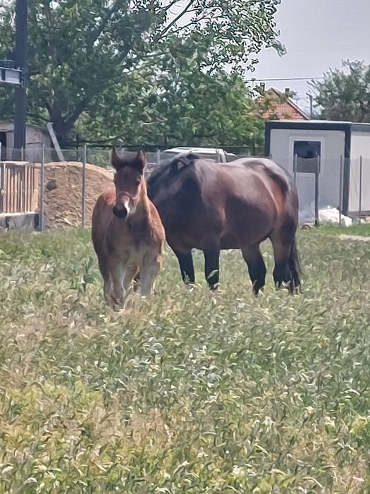 Vând iapă murgă de 5 ani cu mânză de 2 luni.