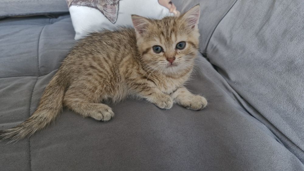 Кот британские.золотая шиншила