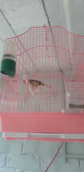 Кенара отлично поёт