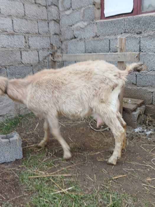 Альпийский саунды ешкі сатылады
