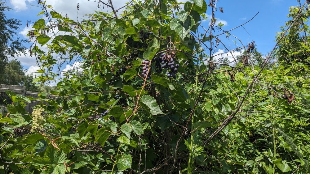 Дача 6 соток Вишенка-3