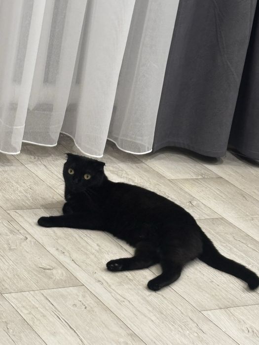 Отдам кошку в добрые руки