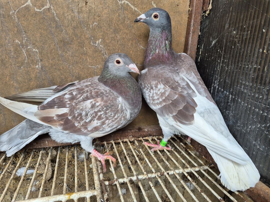 Vând porumbei voiajor culori