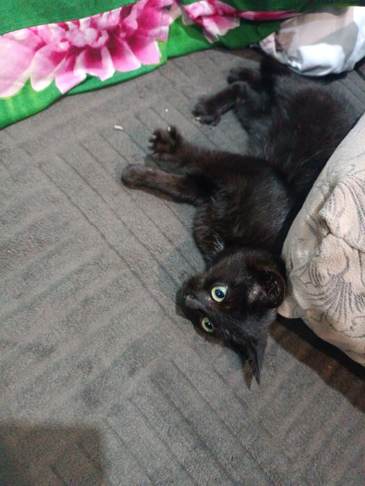 Отдам кошечку (котенок)