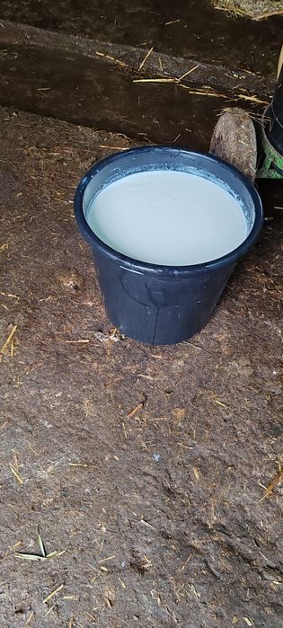 Vaca de vânzare buna de lapte