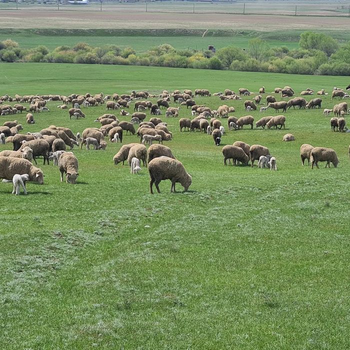 Қойлар сатылады 600 Бас
