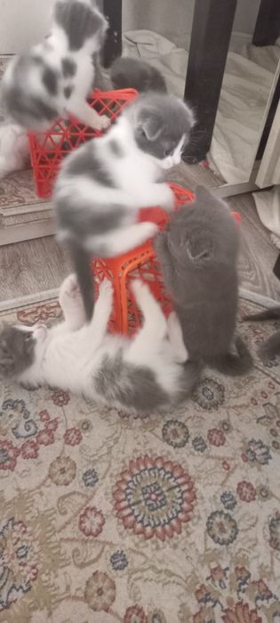 Котята от британки