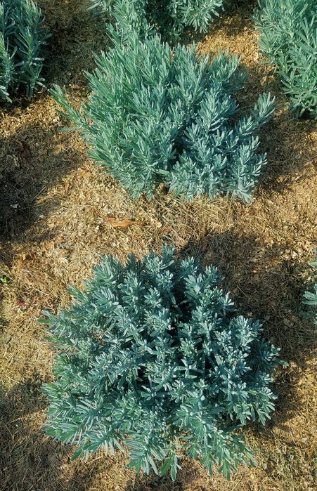 Лаванда Саженцы лаванды