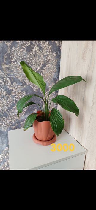 Комнатные растения от 1000