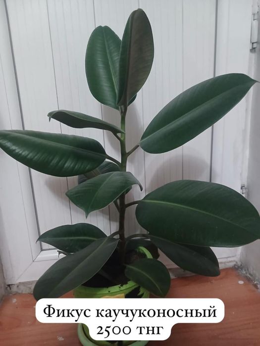 Домашние цветы ухоженные