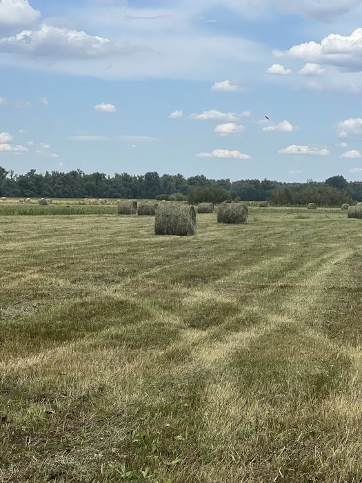 Продается сено, рулон